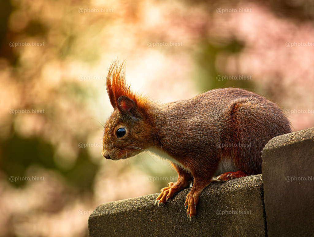 Bokehhörnchen | Ein Eichhörnchen auf einem Dachvorsprung. Im Hintergrund die untergehende Sonne im Blattwerk. - Realisiert mit Pictrs.com