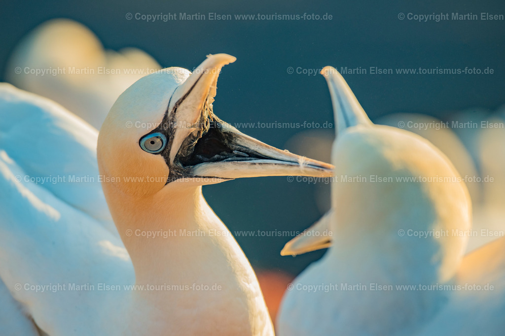 Helgoland Bastölpel_ELS_2909030818 | Helgoland - Aufnahmedatum: 01.08.2018, Aufnahmehöhe:  m, Koordinaten:  - , Bildgröße: 6888 x  4592 Pixel - Copyright 2018 by Martin Elsen, Kontakt: Tel.: +49 157 74581206, E-Mail: info@schoenes-foto.deSchlagwörter:Schleswig-Holstein,Landkreis Pinneberg,Düne,Hochseeinsel,Börteboote,Meer,Küste,Halunder,Oberland,Unterland,Strand,Seehunde,Robben,Lange Anna,Felsen,Roter Felsen,Luftbild,Luftbilder,Bastölpel - Realisiert mit Pictrs.com