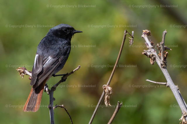 201719 | Tierfotografie, Tierkalender, Tierbilder, Insekten, Spinnen, Vögel, Schmetterling, Libellen, Leinwand, Colorkey, Qualität, Geschenkartikel, Geschenk - Realisiert mit Pictrs.com