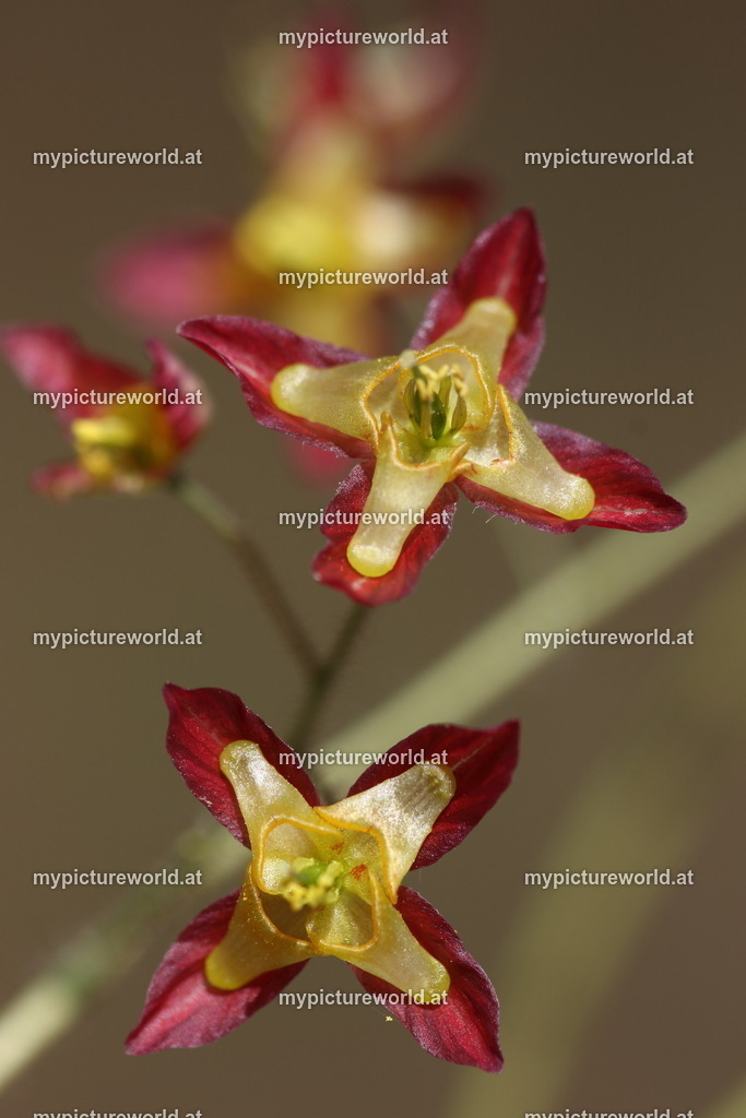 Alpen-Sockenblume-008 | Das Bilderarchiv über Tiere, Planzen und Landschaften. In der Bilddatenbank finden Sie ein große Auswahl an hochwertigen Bilder für Ihre Werbung - Realized with Pictrs.com