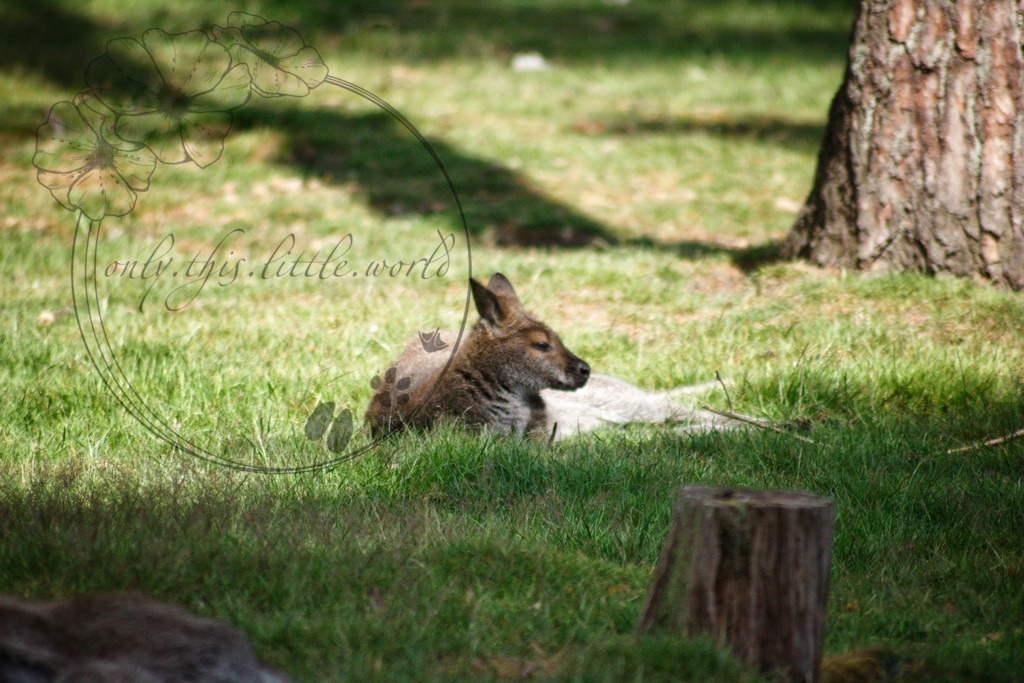 Rotnackenwallaby | only.this.little.world - Realisiert mit Pictrs.com