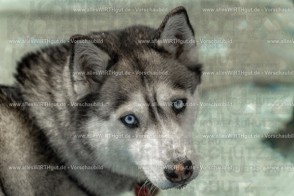 Hundeschwimmen_Volksbad_2026-allesWIRTHgut_Tierfotografie-2609061355-7R500968 | Professionelle Tierfotografie in Mönchengladbach von Daniel Wirth (allesWIRTHgut). Liebevolle & natürliche Bilder von Hunden & Katzen für unvergessliche Erinnerungen.