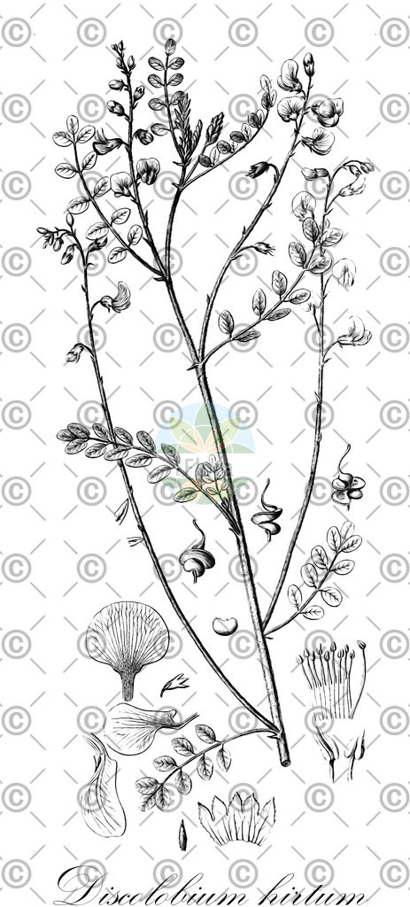 HistAbb_wfo-0001021443_1_ENZY_Simple | Historische Abbildung von Discolobium hirtum - Fabaceae | Historical Illustration of Discolobium hirtum - Fabaceae