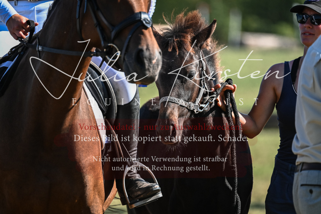 DSC_7015 | Pferde- und Turnierfotografie in Westsachsen. Pferdeportraits, Auftragszeichnungen und intuitive Kunst.