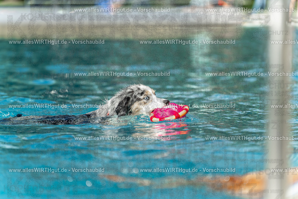 Hundeschwimmen_Volksbad_2026-allesWIRTHgut_Tierfotografie-2609061211-112139-7R500274 | Professionelle Tierfotografie in Mönchengladbach von Daniel Wirth (allesWIRTHgut). Liebevolle & natürliche Bilder von Hunden & Katzen für unvergessliche Erinnerungen.