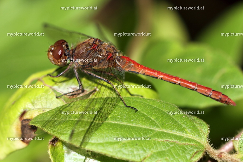 Gemeine Heidelibelle-064 | Das Bilderarchiv über Tiere, Planzen und Landschaften. In der Bilddatenbank finden Sie ein große Auswahl an hochwertigen Bilder für Ihre Werbung - Realisiert mit Pictrs.com