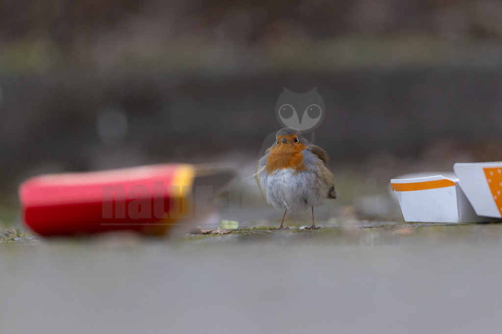 R5M25136_20251226 | Ein kleines, rundliches Rotkehlchen (Erithacus rubecula) mit leuchtend orangeroter Brust und Gesicht, grau-braunem Rücken und weißem Bauch steht auf dem Boden. Es blickt direkt in die Kamera. Links und rechts des Vogels liegen unscharf im Vordergrund weggeworfene Fast-Food-Verpackungen, eine rote und eine weiße mit orangefarbenen Akzenten. Die Szene zeigt die Interaktion eines Wildvogels mit menschlichem Abfall in einer urbanen oder semi-urbanen Umgebung. - Realisiert mit Pictrs.com