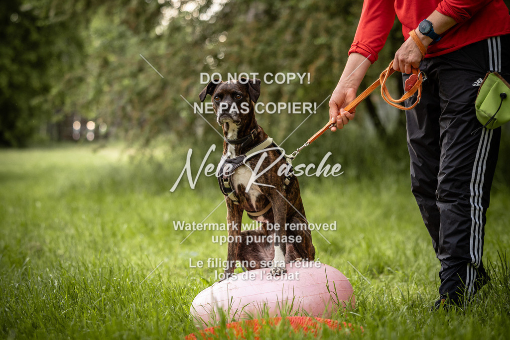 nelerasche_So-earlydog_95 | nelerasche
