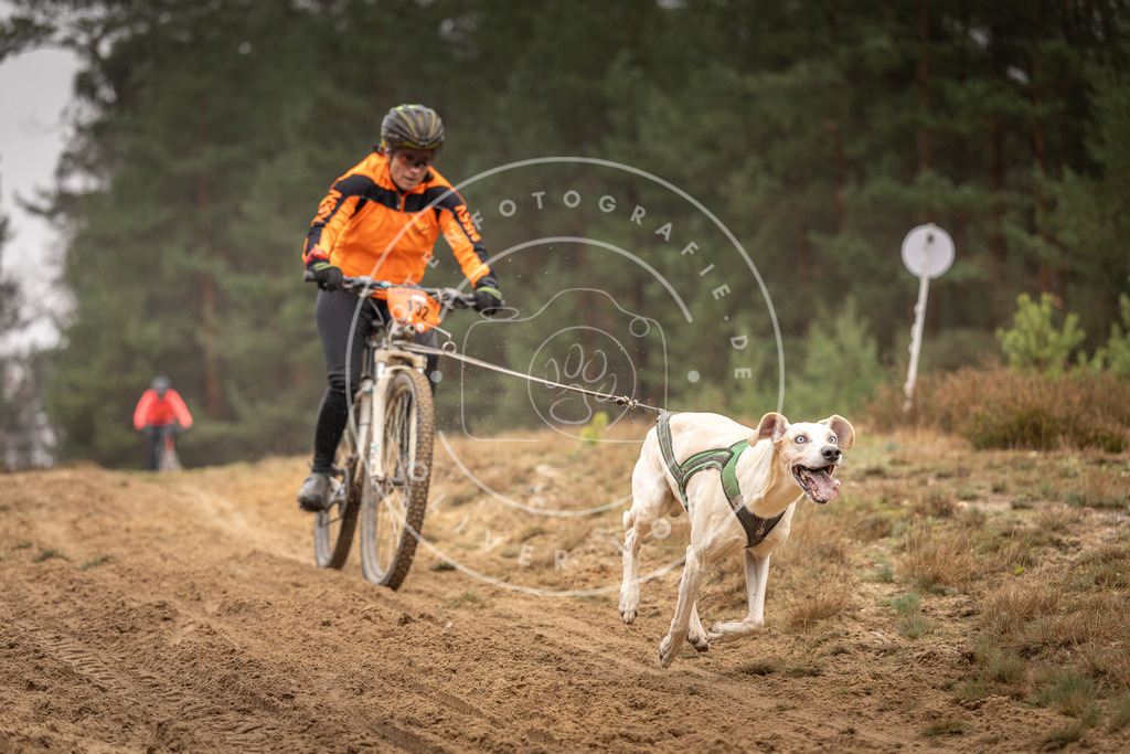 Pfotenfotografie_DV3A3683 | Hundefotografie, Tierfotograf, Pfotenfotografie, Fotoshooting Hund, Hunde Portrait, Hundesport, Hundeportraits, Heideshooting, Hunde, Sportfotograf, Hundefotograf, Turnierhundsport, THS,  - Realisiert mit Pictrs.com