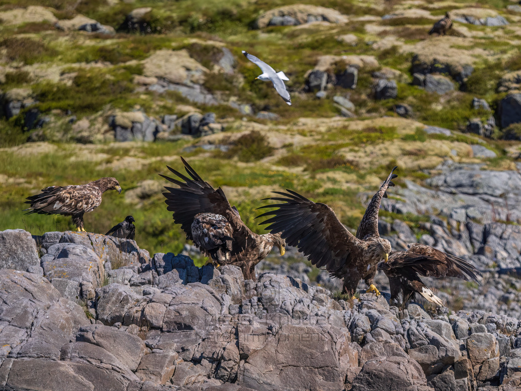 P1001284-Bearbeitet-2022-LR | Natur im Moment - Realisiert mit Pictrs.com