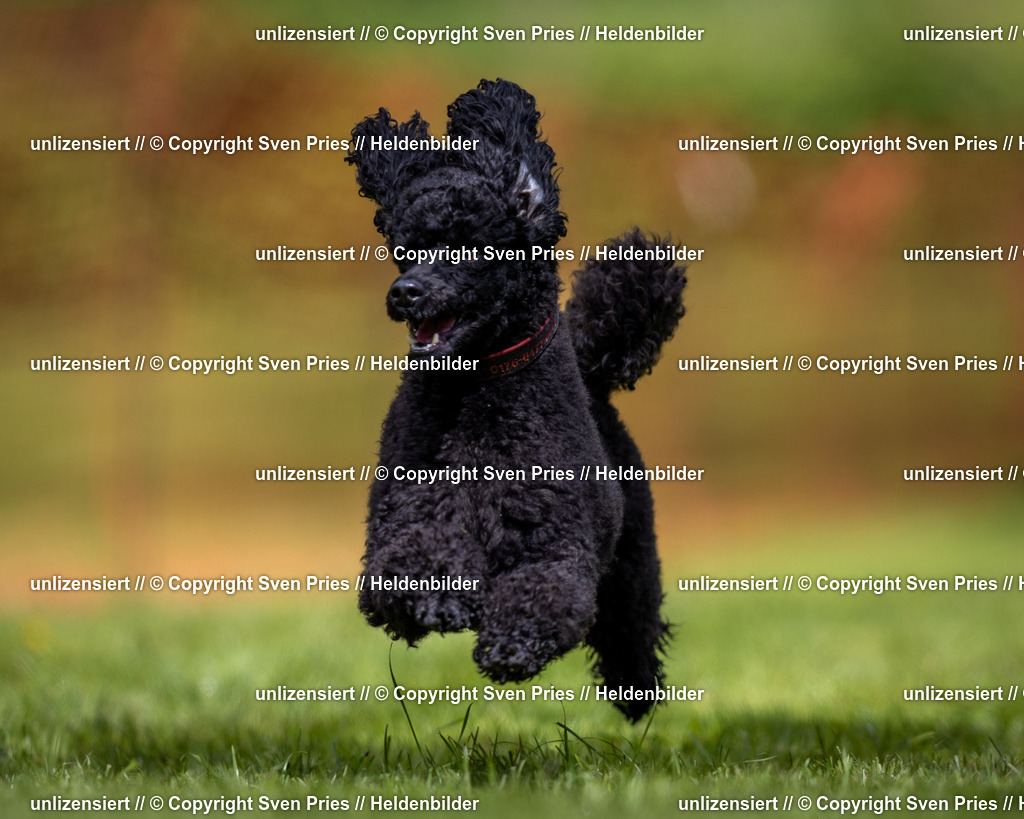 Sven Pries | 2024-04-21 - Hunderennen Baden-Oos
Foto: Sven Pries - Realisiert mit Pictrs.com