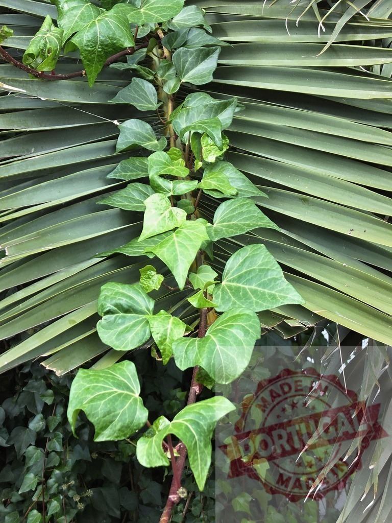 Green ivy vine climbing a palm frond | Green ivy vine leaves growing up a large palm frond creating a natural background - Realized with Pictrs.com