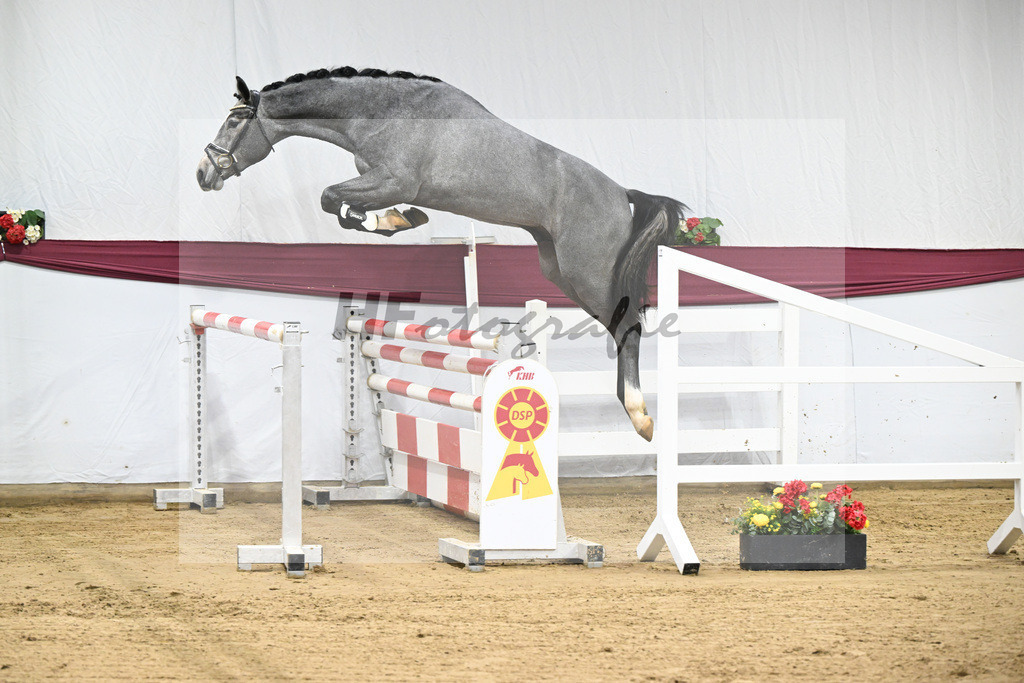 Kat-Nr. 96 Mylord Carthago x Heartbreaker_Daniel Dassler_47253153 | hf-fotografie - Realisiert mit Pictrs.com