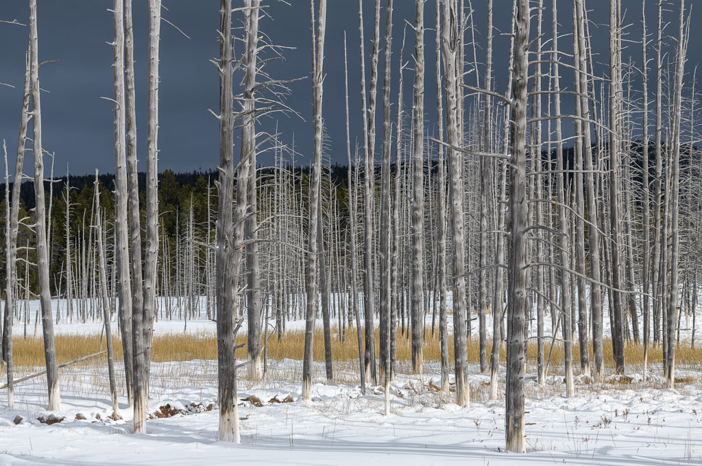 2024-210 | "Bobby sock trees": Tote Bäume in der Nähe einiger hydrothermaler Gebiete sehen aus, als würden sie weiße Söckchen tragen, die früher „Bobby Socks“ genannt wurden. Die toten Bäume saugen das mineralhaltige Wasser auf. Wenn das Wasser verdunstet, bleiben die Mineralien zurück und färben den unteren Teil der Bäume weiß. Der Schnee verstärkt den surrealen Eindruck der Landschaft bei diesem Bild. - Realisiert mit Pictrs.com