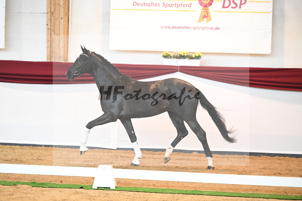 Kat-Nr. 22 v. Don Juan de Hus_Mueller_66220695 | hf-fotografie - Realisiert mit Pictrs.com