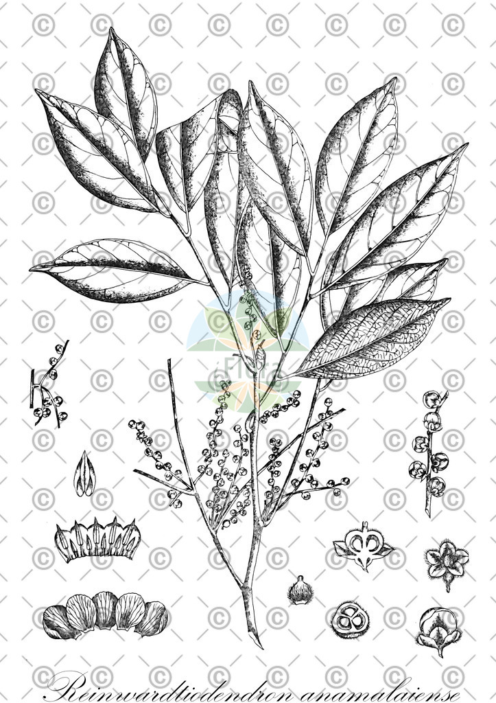 HistAbb_wfo-0000462427_1_ENZY_Simple | Historische Abbildung von Reinwardtiodendron anamalaiense - Meliaceae | Historical Illustration of Reinwardtiodendron anamalaiense - Meliaceae