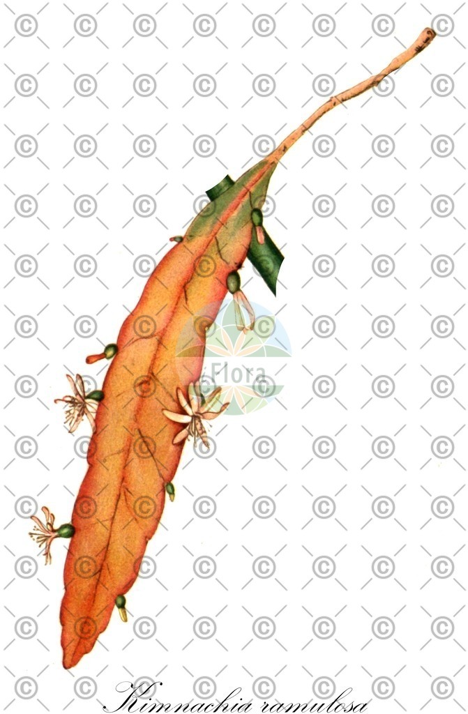 HistAbb_wfo-0000876713_1_ENZY_Simple | Historische Abbildung von Kimnachia ramulosa - Cactaceae | Historical Illustration of Kimnachia ramulosa - Cactaceae