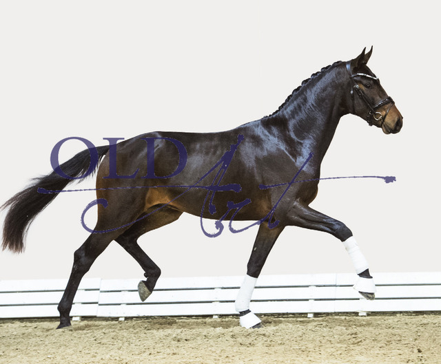 70 DE 433334019521 So Perfect - De Niro - Sandro Hit | <meta name="description" content="★Offizieller Merchandise und Foto-/Videostore des Oldenburger Verbandes.★ ✅Jetzt auch digital Ausdrucke erhältlich." />
<meta name="keywords" content="Merchandise Foto-/Videostore Oldenburger Verband Photographie 