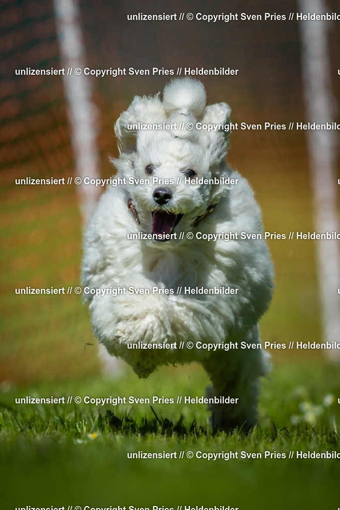 Hunderennen_April_2026_267 | 2026-04-26 - Hunderennen Baden-Oos April 2026 - Realisiert mit Pictrs.com
