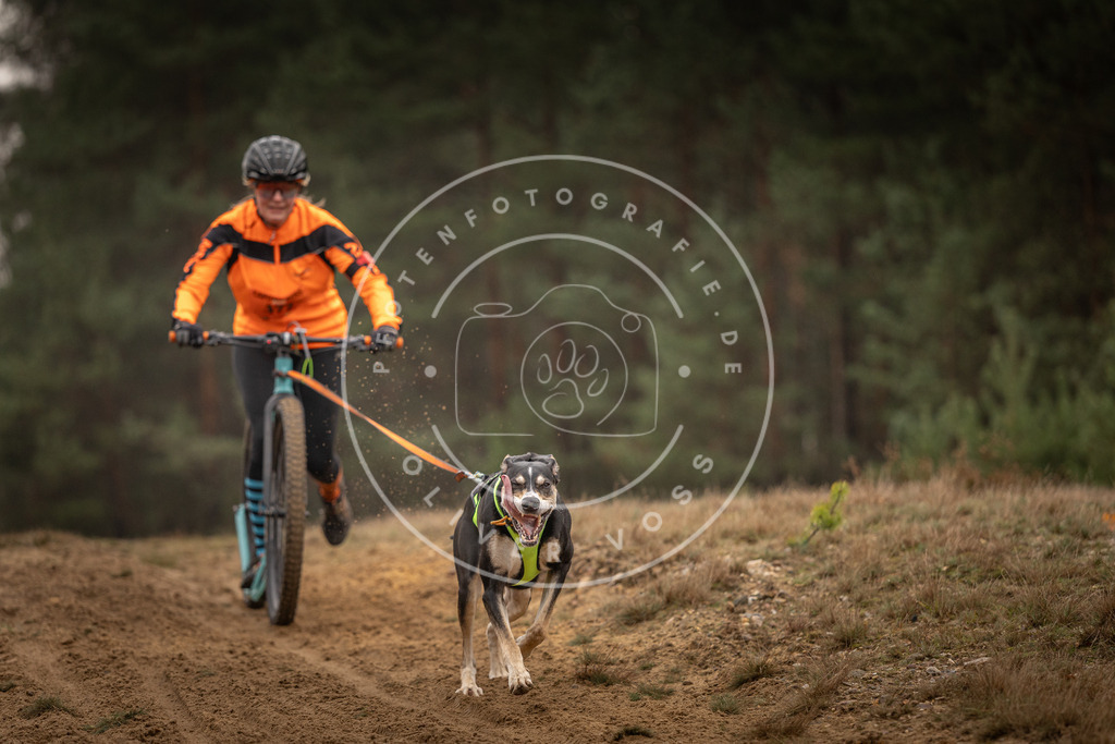 Pfotenfotografie_DV3A4598 | Hundefotografie, Tierfotograf, Pfotenfotografie, Fotoshooting Hund, Hunde Portrait, Hundesport, Hundeportraits, Heideshooting, Hunde, Sportfotograf, Hundefotograf, Turnierhundsport, THS,  - Realisiert mit Pictrs.com