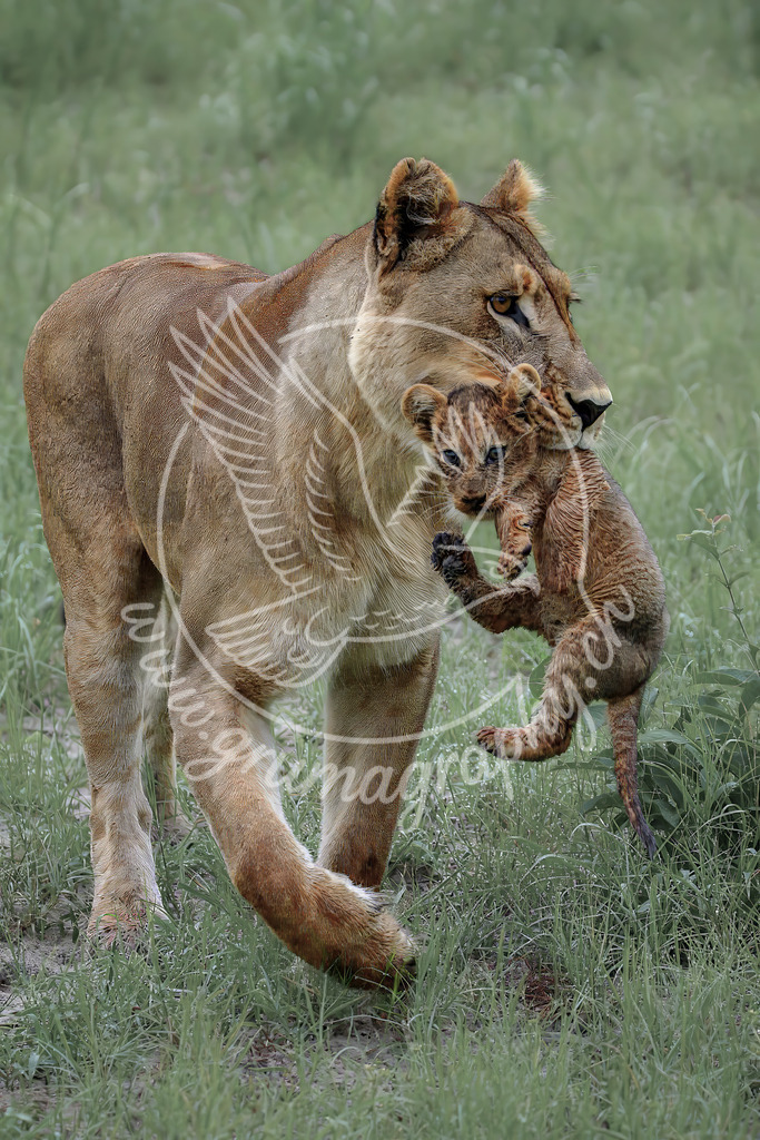 strength in the storm - lioness with cub_ botswana | Diese Aufnahme zeigt eine Löwin, die ihr Jungtier während eines Gewitters durch hohes Gras trägt. Regen liegt in der Luft, das Licht ist weich, die Umgebung gedämpft. Inmitten dieser Unruhe entsteht ein Moment von Schutz und Entschlossenheit.Die reduzierte Farbpalette, der ruhige Hintergrund und die klare Trennung vom Motiv lenken den Blick auf die Beziehung zwischen Mutter und Jungtier – auf Stärke, die nicht laut ist, sondern getragen wird. Eine authentische Wildtieraufnahme, entstanden ohne Eingriff, in respektvoller Distanz und im charakteristischen Grumagraphy Stil entwickelt.