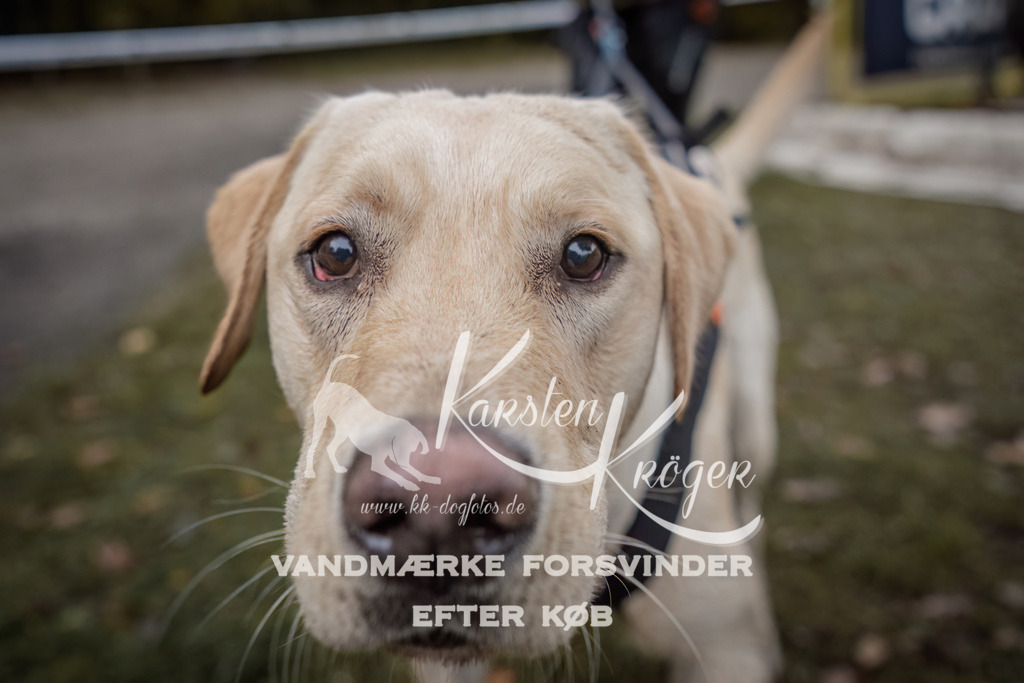 1659_ZZ94613 | kk-dogfotos