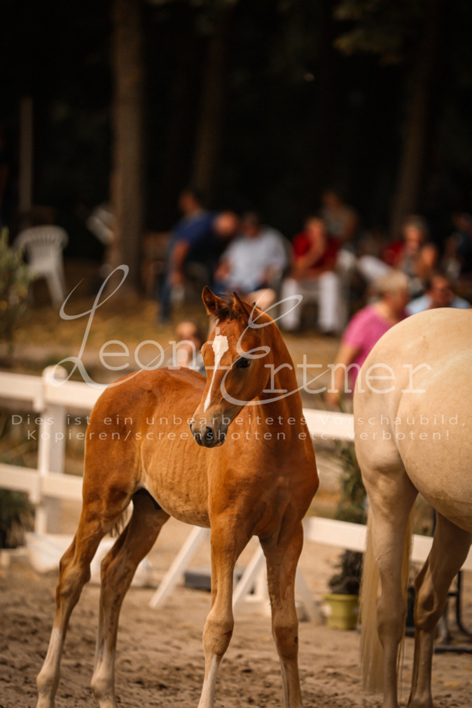 SaPA00088 | Leoni Ertmer Photography - Realisiert mit Pictrs.com