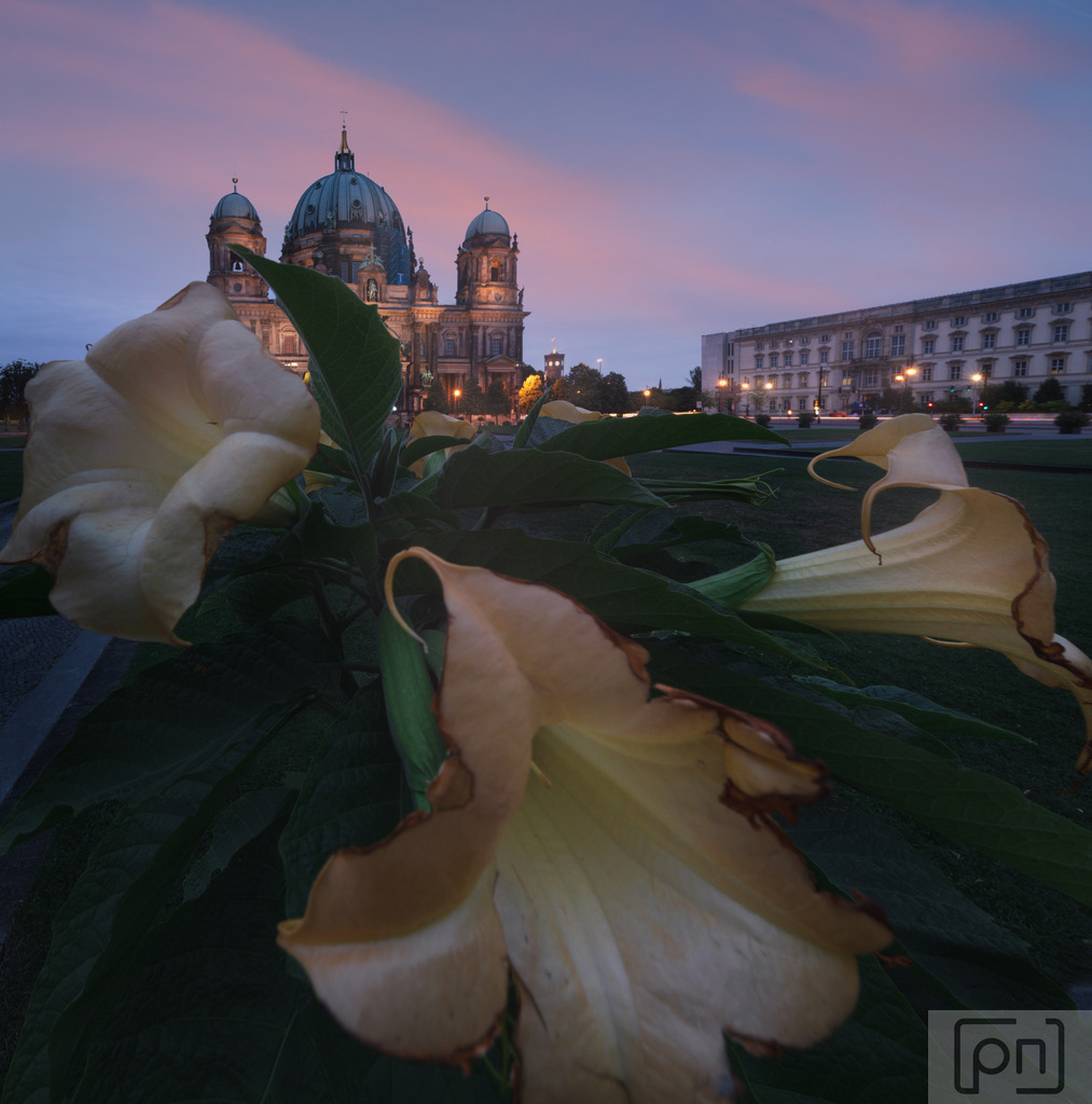 Der Berliner Dom erstrahlt im sanften Morgenlicht | Der Berliner Dom erstrahlt im sanften Morgenlicht, während die ersten Sonnenstrahlen den Himmel in ein zauberhaftes Pink tauchen. Ein magischer Moment, in dem die Schönheit der Stadt erwacht.