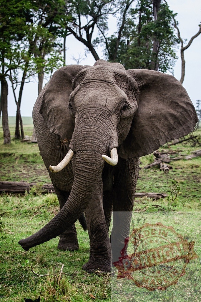 African elephant walking in green savanna landscape | African bush elephant standing in green grassland with trees in a national park - Realisiert mit Pictrs.com