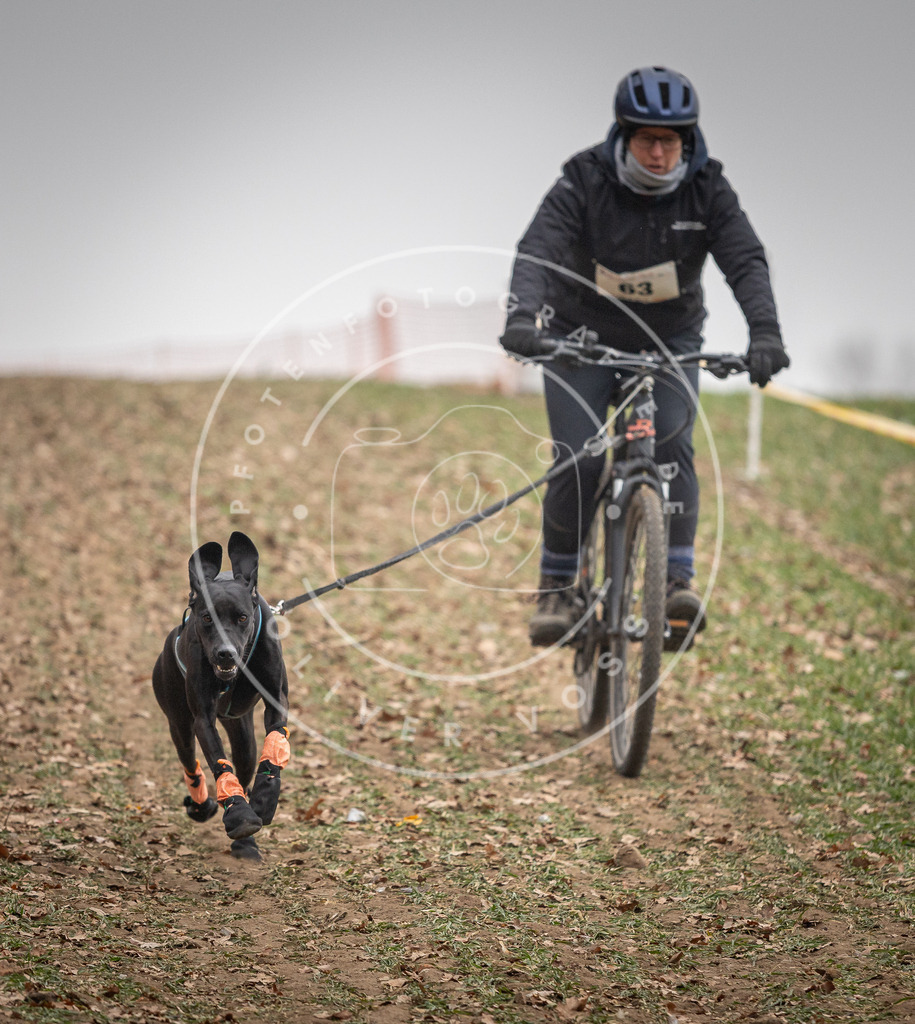 Pfotenfotografie_DV3A2720 | Hundefotografie, Tierfotograf, Pfotenfotografie, Fotoshooting Hund, Hunde Portrait, Hundesport, Hundeportraits, Heideshooting, Hunde, Sportfotograf, Hundefotograf, Turnierhundsport, THS,  - Realisiert mit Pictrs.com