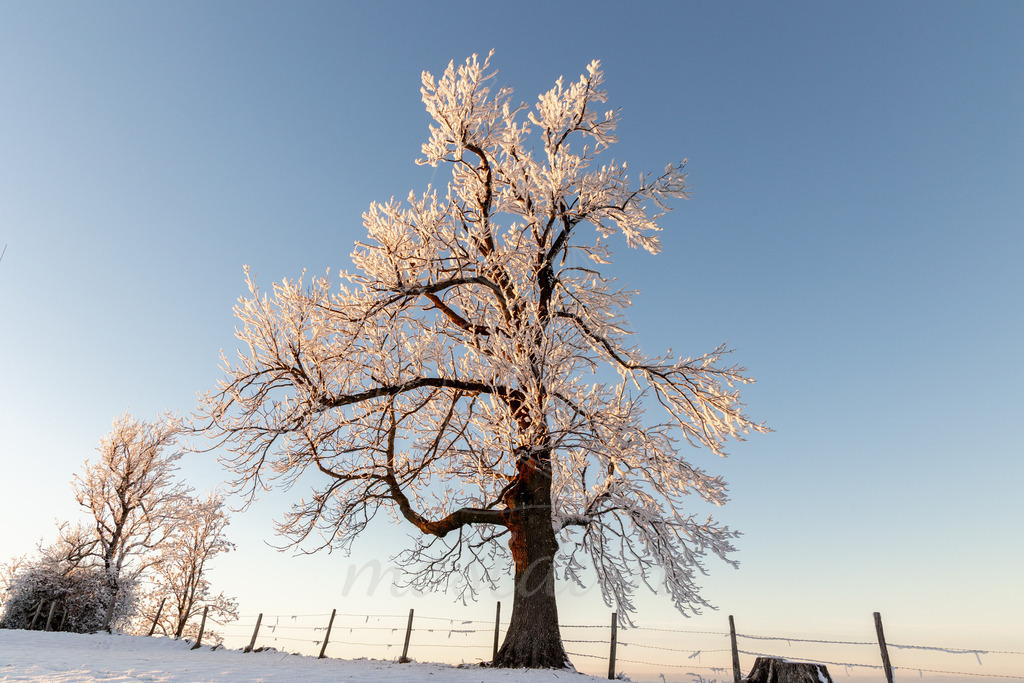 Winter am Hochkogelberg Rauhreif | Ihre Fotografin im Lungau, ihre Fotografin im Mostviertel, Wandbilder Onlineshop, Imagefotos für Ihr Unternehmen,  - Realisiert mit Pictrs.com