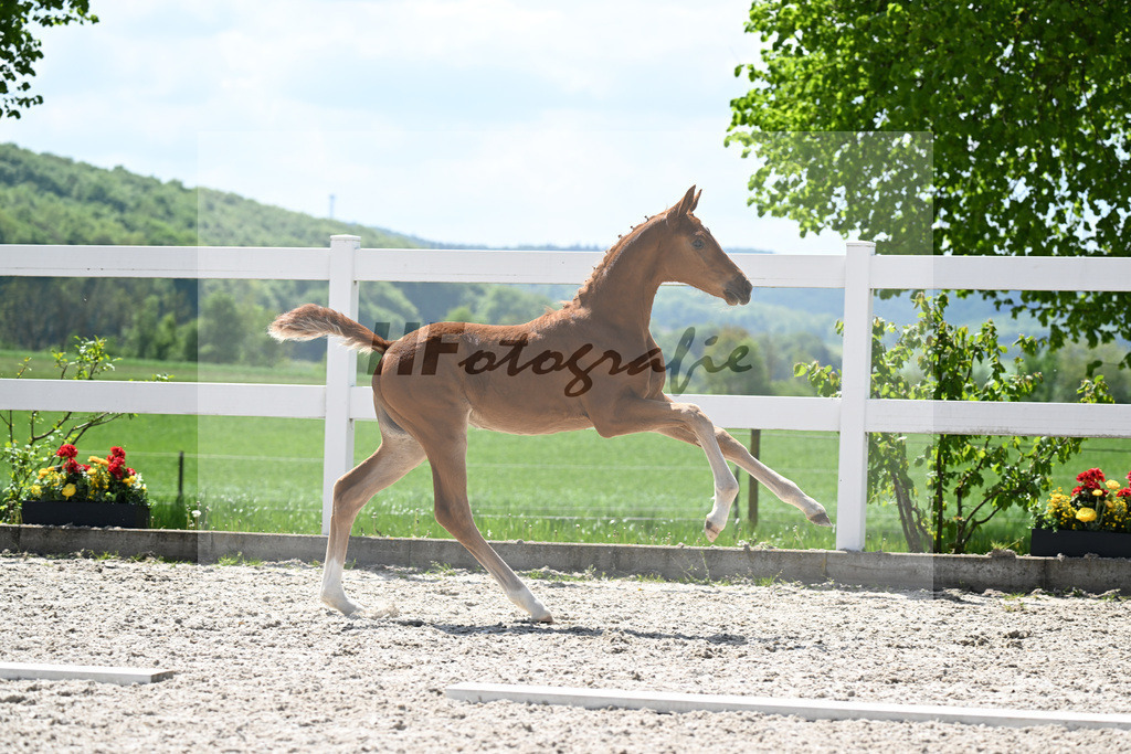 Feliciano x Fiorano_SF_Merz_8250635 | hf-fotografie - Realisiert mit Pictrs.com