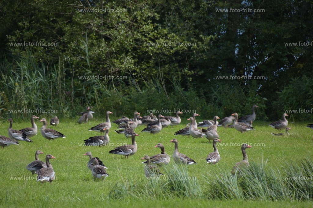 JUN_8693 | www.foto-fritz.com - Realisiert mit Pictrs.com