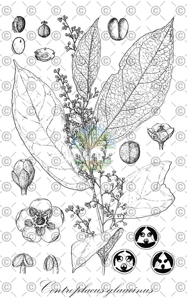 HistAbb_wfo-0000858757_1_ENZY_Simple | Historische Abbildung von Centroplacus glaucinus - Centroplacaceae | Historical Illustration of Centroplacus glaucinus - Centroplacaceae