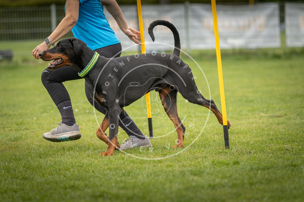 Pfotenfotografie_DV3A1796 | Hundefotografie, Tierfotograf, Pfotenfotografie, Fotoshooting Hund, Hunde Portrait, Hundesport, Hundeportraits, Heideshooting, Hunde, Sportfotograf, Hundefotograf, Turnierhundsport, THS,  - Realisiert mit Pictrs.com