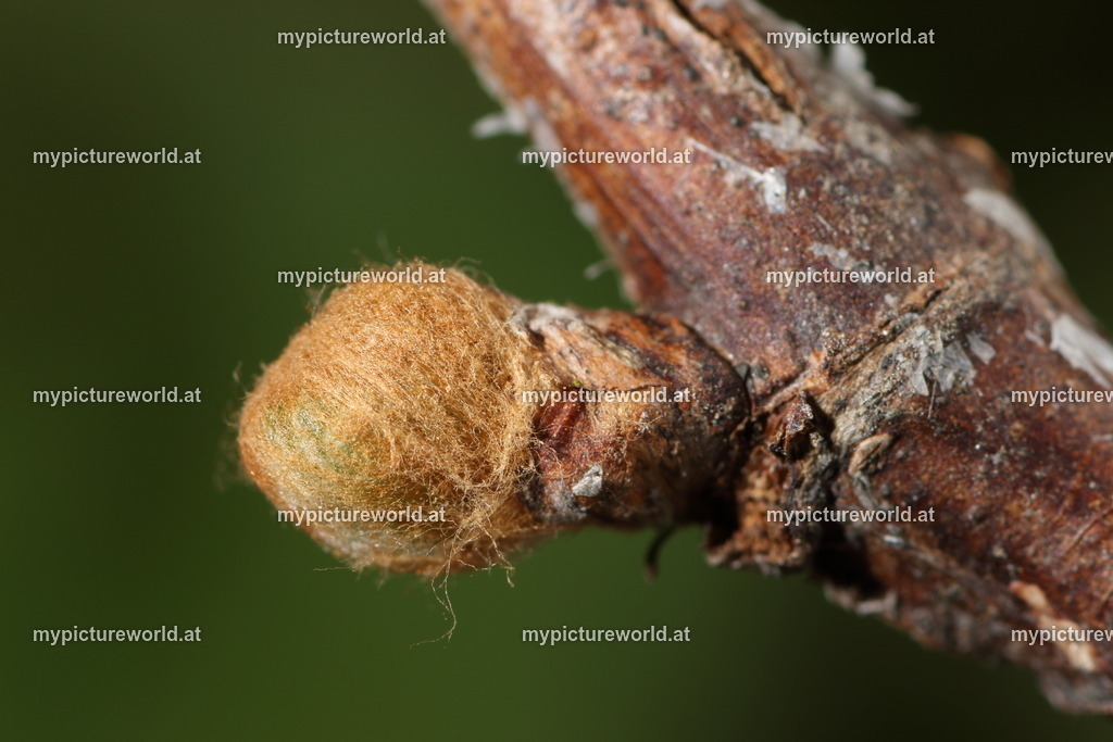 Weinrebe-024 | Das Bilderarchiv über Tiere, Planzen und Landschaften. In der Bilddatenbank finden Sie ein große Auswahl an hochwertigen Bilder für Ihre Werbung - Realisiert mit Pictrs.com