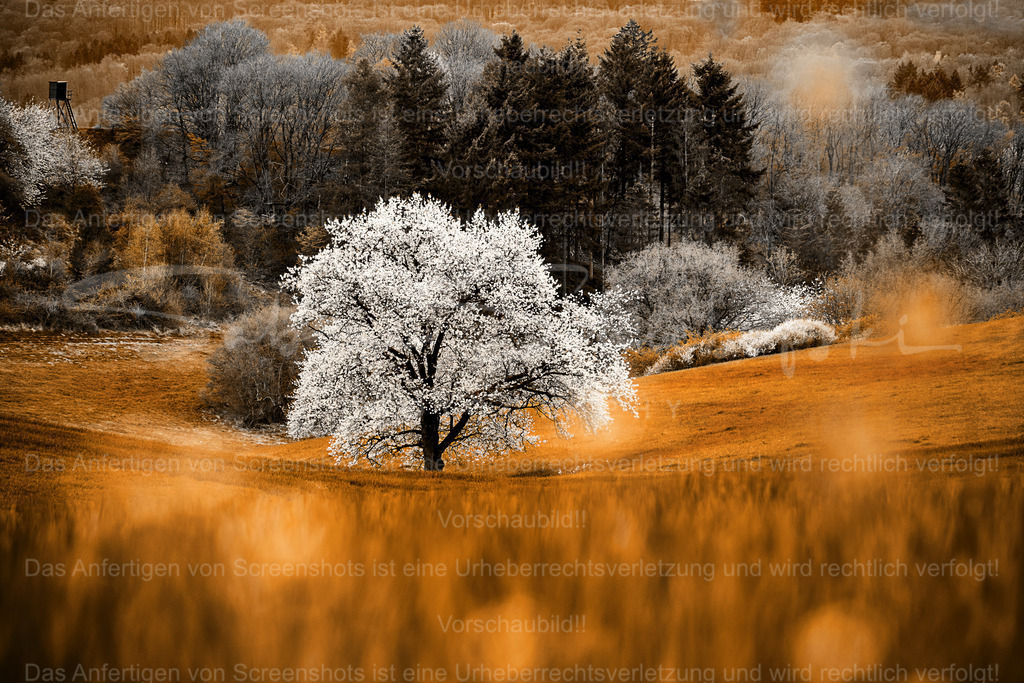 Frühlingsbaum | Ein üppig blühender Obstbaum inmitten einer Wiesenlandschaft - Realisiert mit Pictrs.com