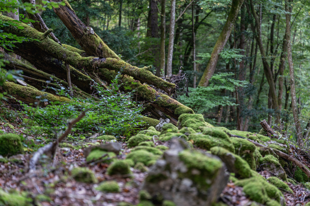 ZD250916092500-3 | Fotoshop von zweidimensional Fotografie. Ihr Fotograf im Aargau. Abzüge von Ihrem Fotobox Event bestellen.Abzüge von Ihrem Hochzeit bestellen.Abzüge von Ihrem Schulfotograf bestellen.