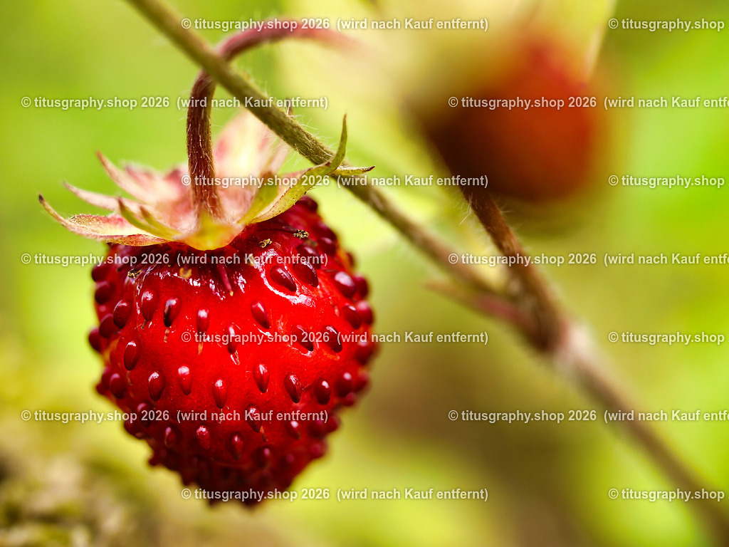 titusgraphy_P7092870-vz-ln | titusgraphy-shop: Geschenkideen mit Qualitätsfotos. titusgraphy-shop: gift ideas with quality photos. titusgraphy-shop: idées cadeaux avec photos de qualité.  - Realisiert mit Pictrs.com