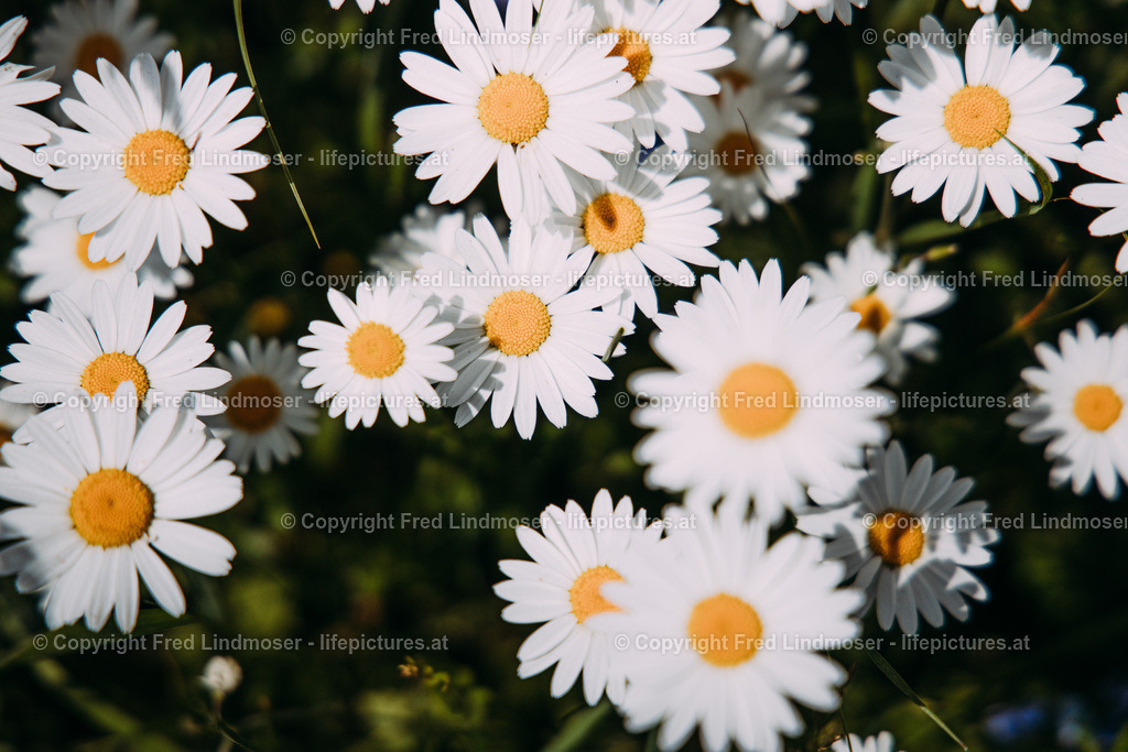 Margeritenwiese Mariazell-1333 | Fotos und Fotoprodukte - Realisiert mit Pictrs.com