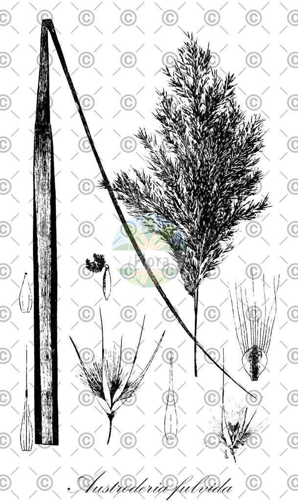 HistAbb_wfo-0001119700_1_ENZY_Simple | Historische Abbildung von Austroderia fulvida - Poaceae | Historical Illustration of Austroderia fulvida - Poaceae