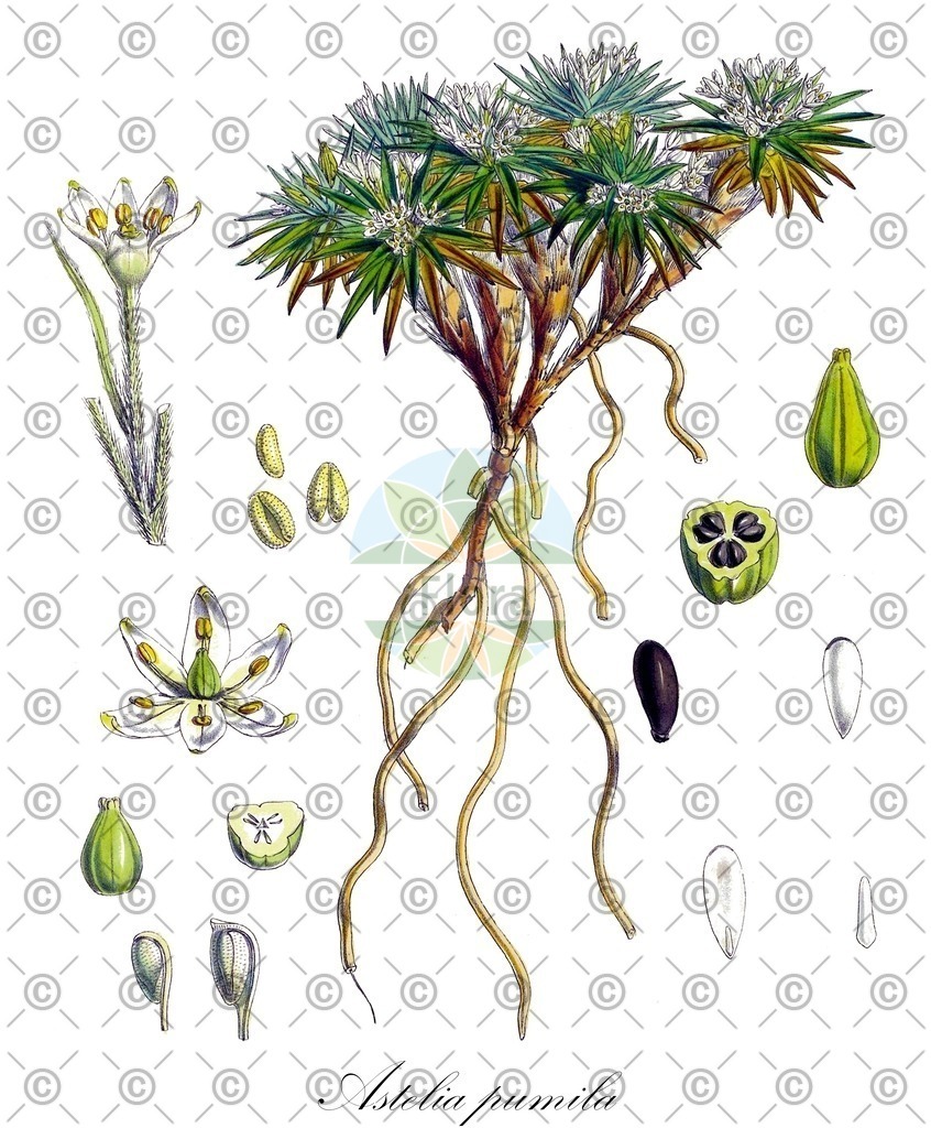 HistAbb_wfo-0000073812_1_ENZY_Simple | Historische Abbildung von Astelia pumila - Asteliaceae | Historical Illustration of Astelia pumila - Asteliaceae