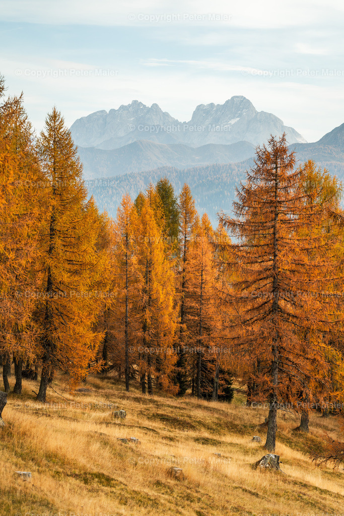 Samalm_Herbst_Lesachtal_2022-1071 | piet_flosse
