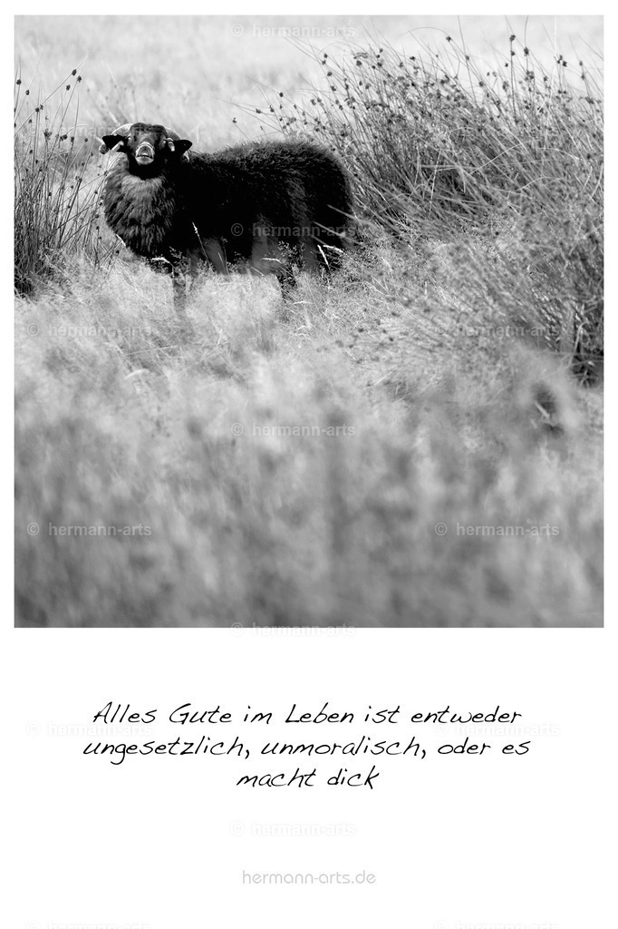 PK_Zitate_10x15_BW-015 | Photo Foto Kunst Art schwarzweiss Bilder Rheine Münster Berlin Blumen 