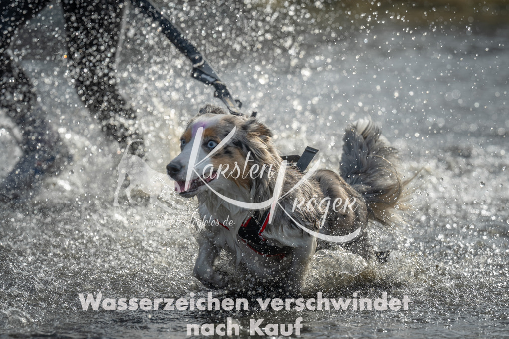1025_ZZ97312 | kk-dogfotos
