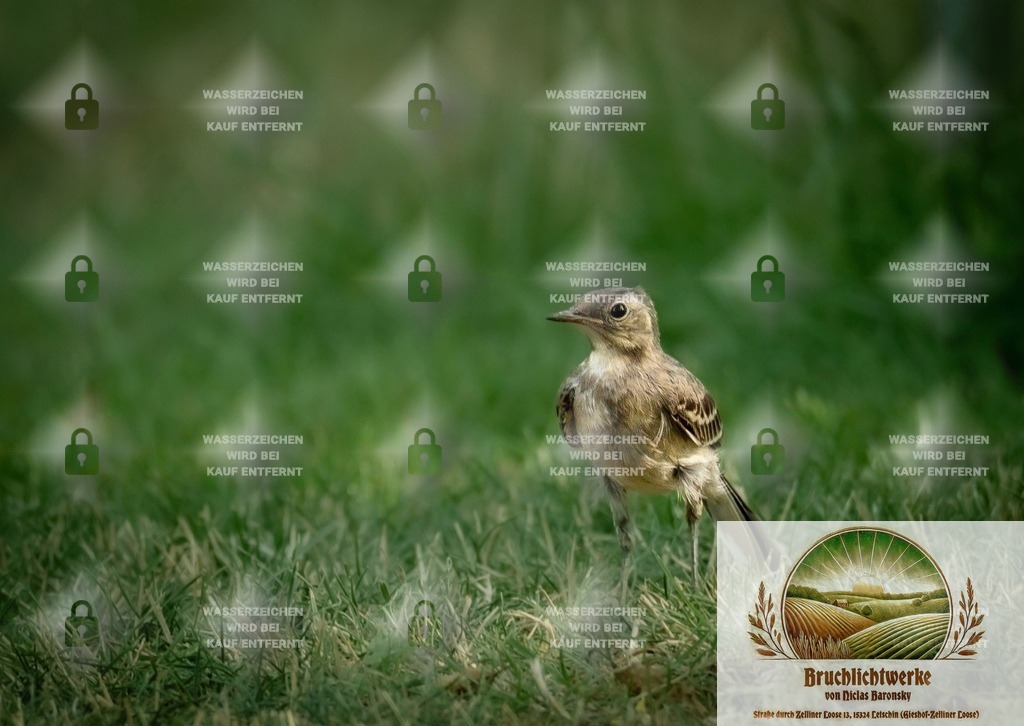 Vogelwiese | Professioneller Fotograf mit 10 Jahren Erfahrung. Landschafts- und Hochzeitsfotografie im Oderbruch. Workshops und beeindruckende Bilder für besondere Momente.