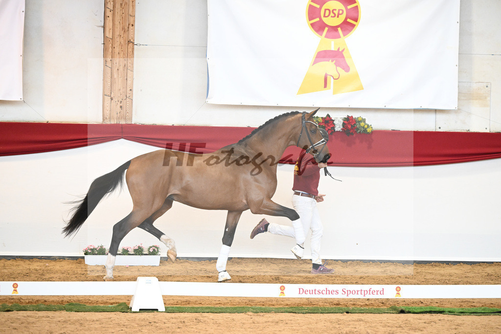 Kat-Nr. 58 Vitalis x Quaterback_Molcan_43230865 | hf-fotografie - Realisiert mit Pictrs.com