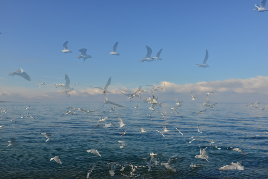 2015_02_28 DSC_2233 | bridgeman - Realisiert mit Pictrs.com