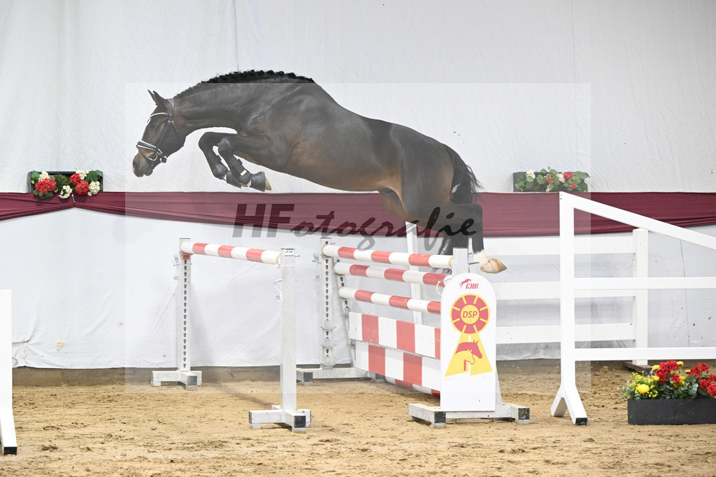 Kat-Nr. 75 Diro x Cornado I_Matthias Schlamminger_47252673 | hf-fotografie - Realisiert mit Pictrs.com