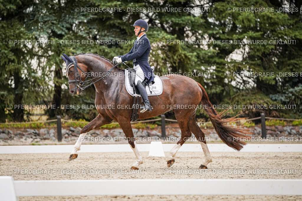 DSC07786 | Pferdegrafie